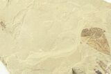 Fossil Leaf with Fly Plate - Green River Formation, Utah #360266-1